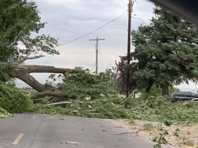 Tree Disposal Site Available