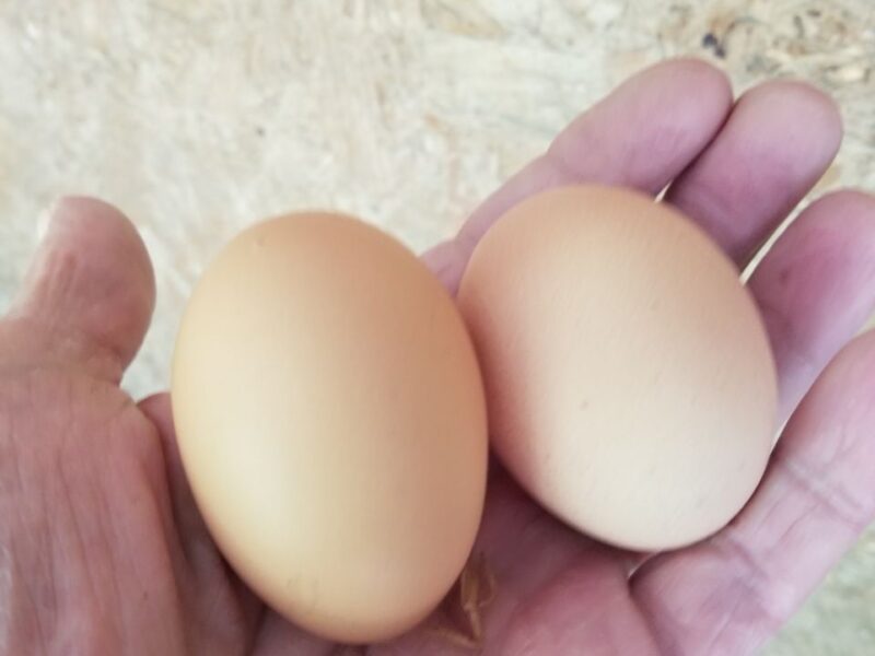 Eggs Wanted for Hatching